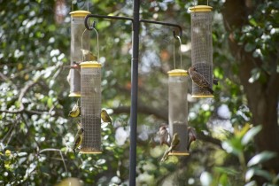 A group of birds make use of the feeds at the Museum's bird watching platform