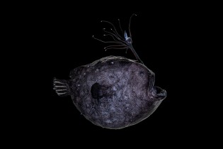 Anglerfish - Pacific footballfish