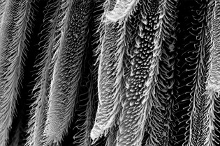 Black and white image of tarantula leg