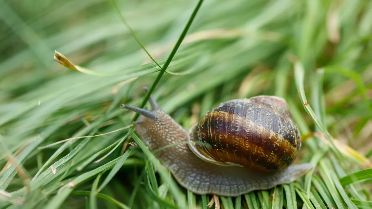 Land Snails The Key to Beauty? Natural History Museums of Los
