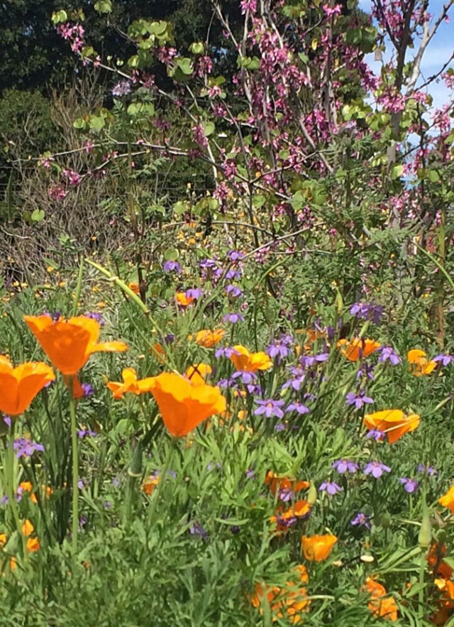 Orange poppies bloom in front of other multi-colored flowers