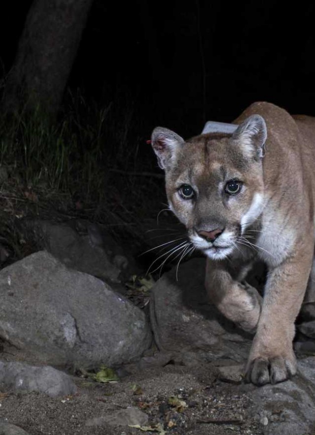 image of puma in the dark 