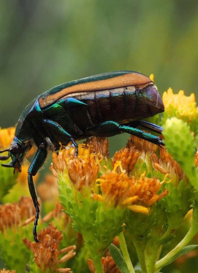 image of fig beetle 