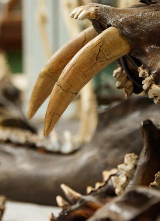 join and give footer tar pits sabertooth in fossil lab