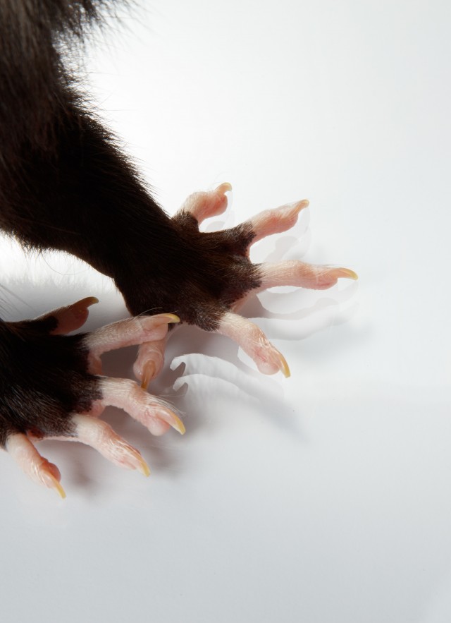 opossum feet