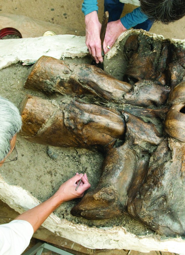 Aerial photograph of two people cleaning mammoth fossil