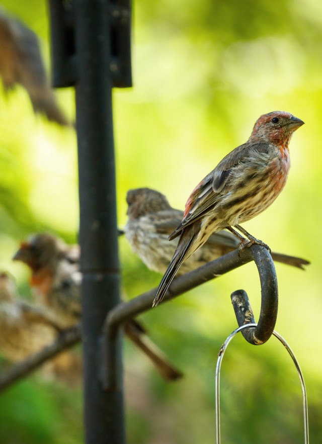 Group of finches in the NHM Nature Gardens
