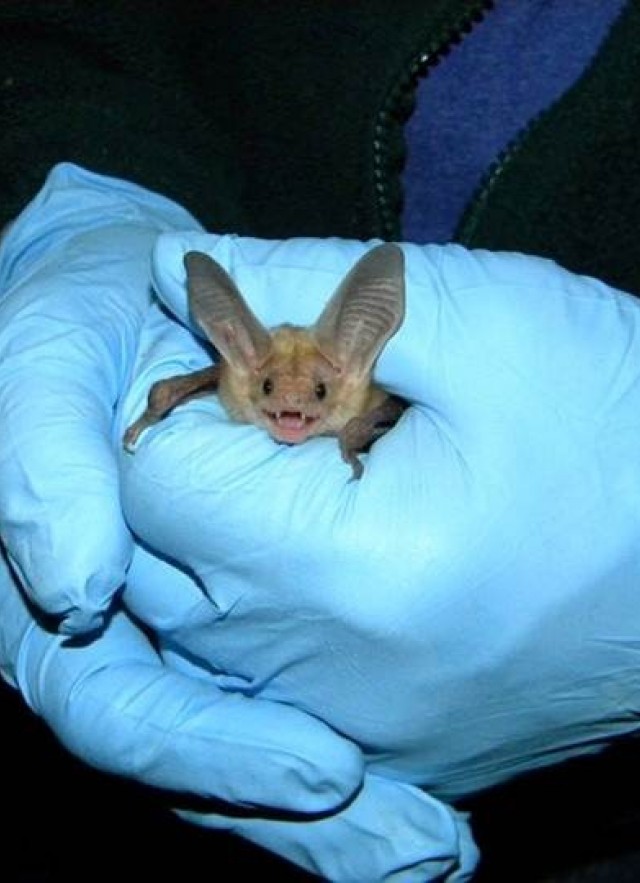 Miguel Ordeñana holding a pallid bat (Antrozous pallidus)