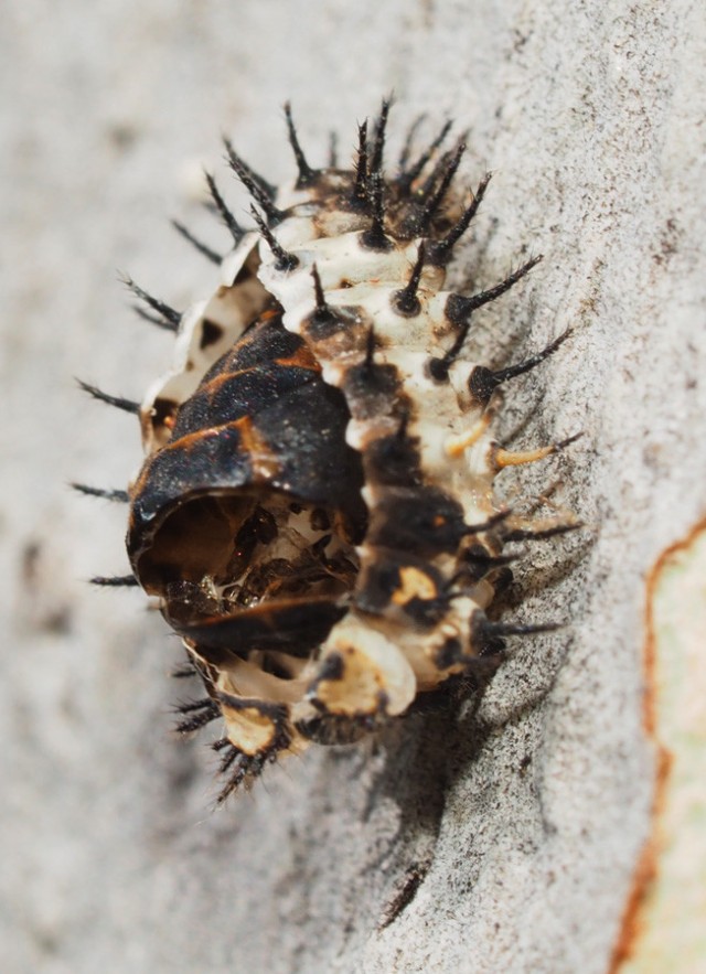 Spikes, rock, urban, community science