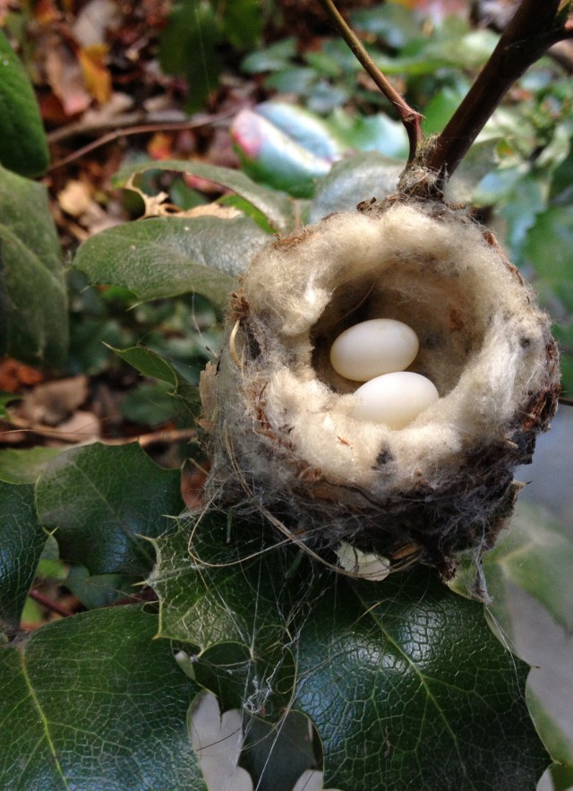Humming Bird Nest