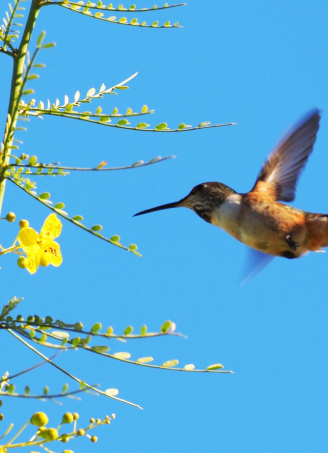 Humming Bird in Flight