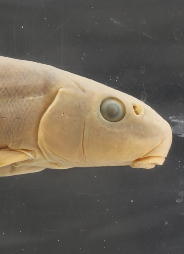 Catostomus tahoensis flipped