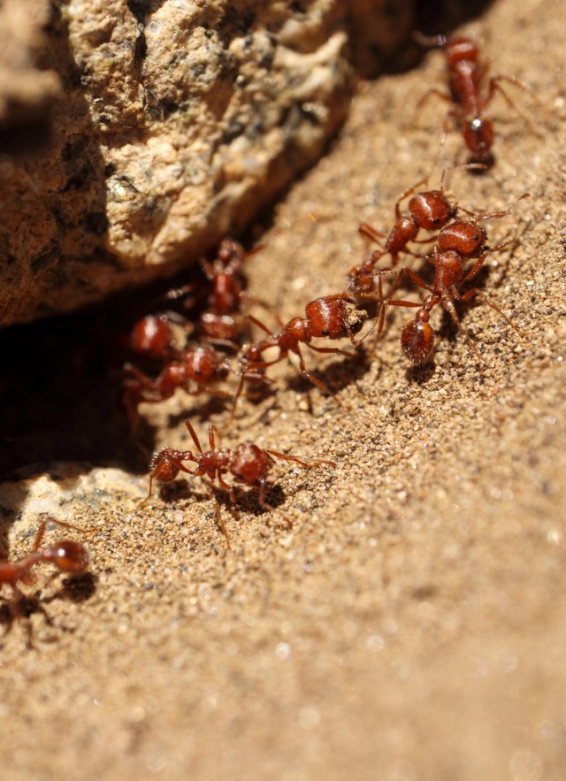 Ants Close up