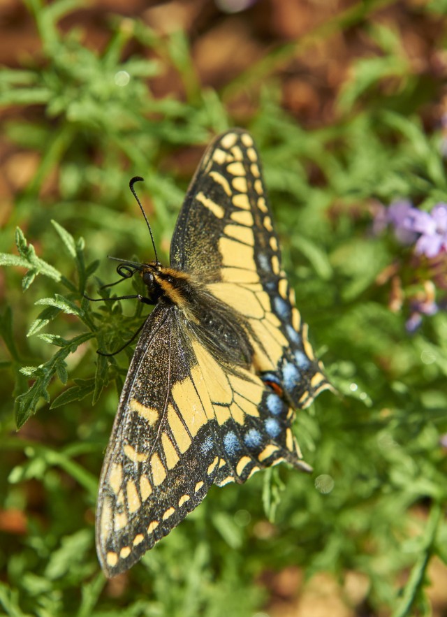 Butterfly next to purple flower