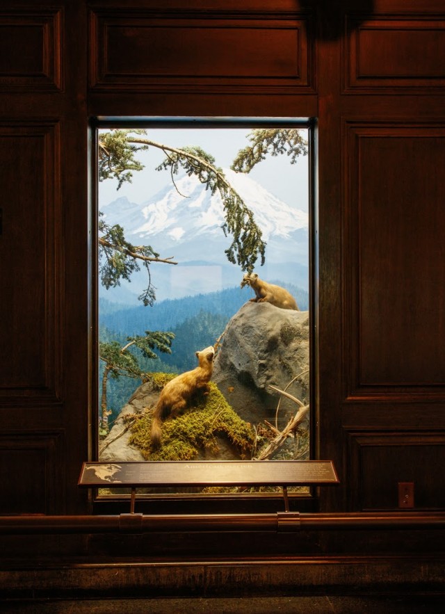 Diorama with bears on either side