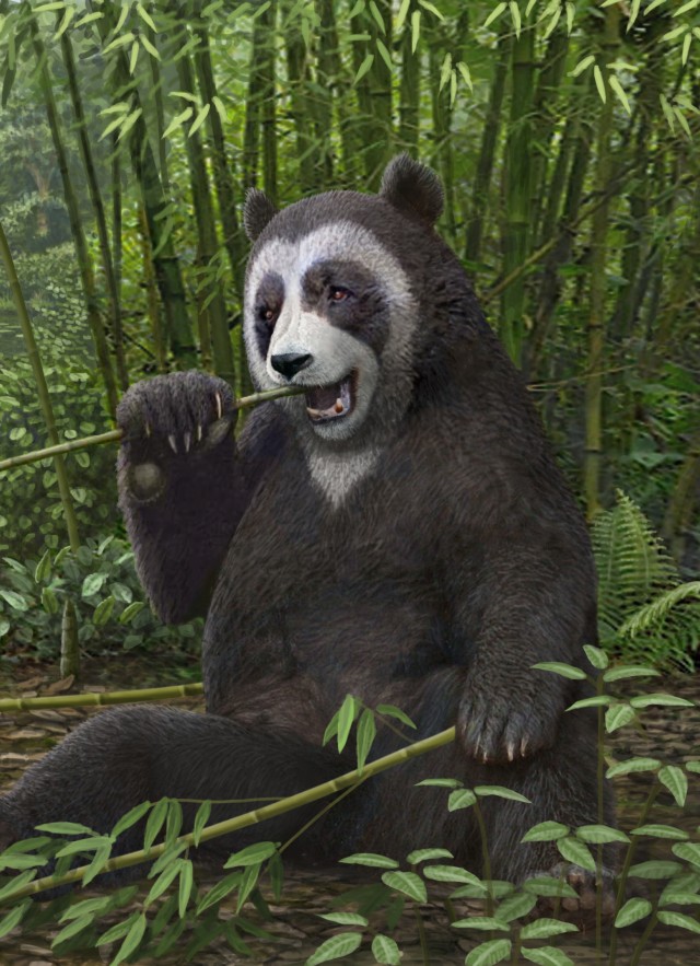Ailurarctos reconstruction Mauricio Anton