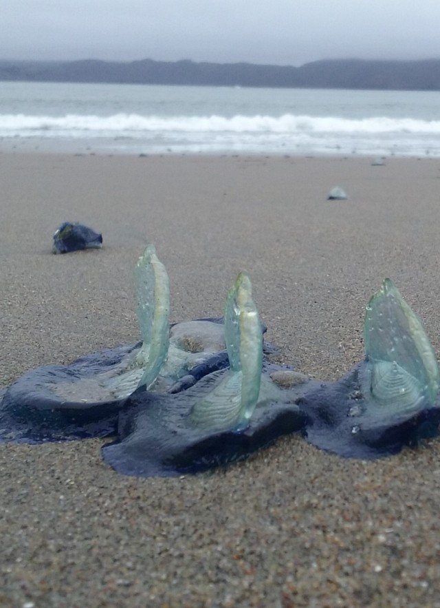 By-the-wind Sailor (Velella velella)