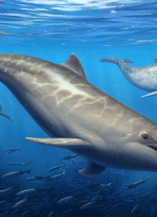 an artist's reconstruction of the ancient extinct toothed whale Olympicetus thalassodon