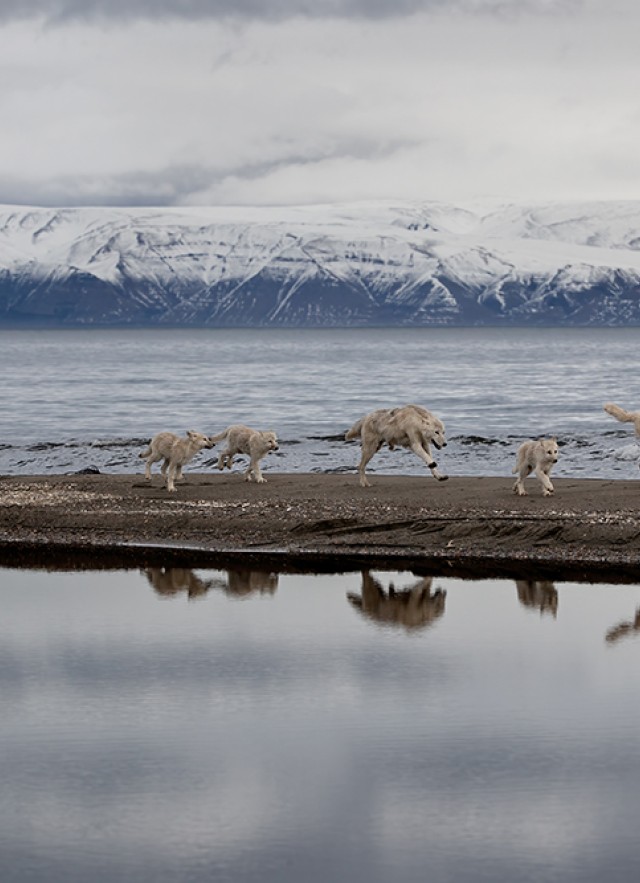 Wolves and wolf pups walking across a strip of land between water and mountains in the background