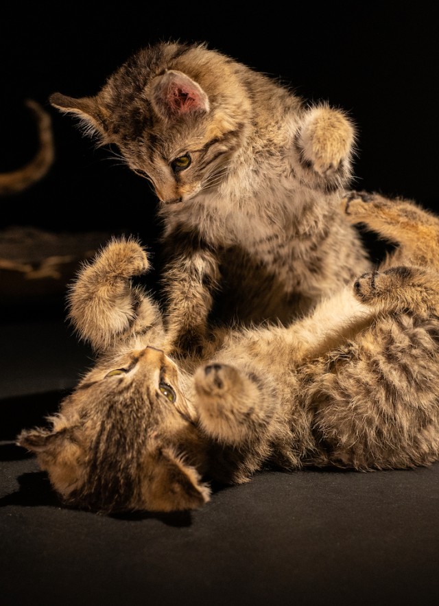 Two taxidermied wild kitten cubs play on a black background