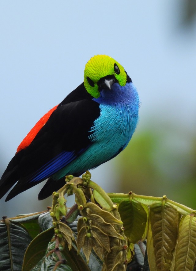 A paradise tanager looks directly into a camera with its green head cocked, visible red spot on its back, and stunningly bright blue breast.