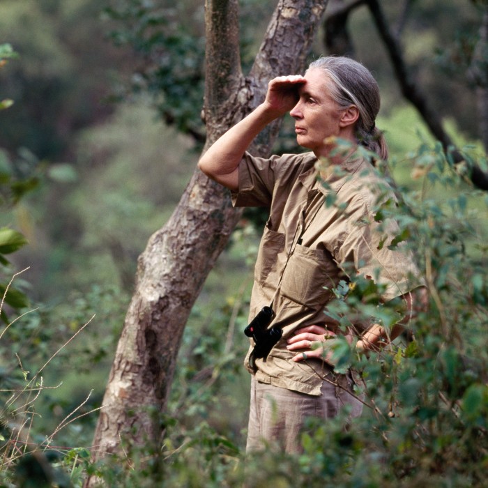 Jane Goodall making an observation outdoors