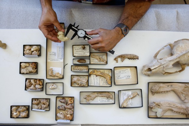 Jorge sorting fossils at NHM