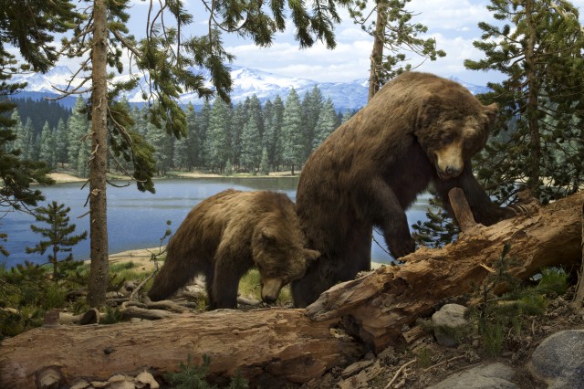 bears in the north american mammal hall