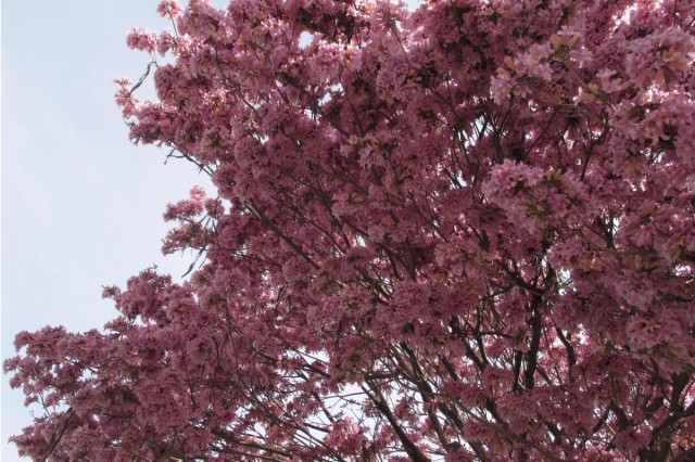 Trumpet, tree, pink, bloom, pollenated