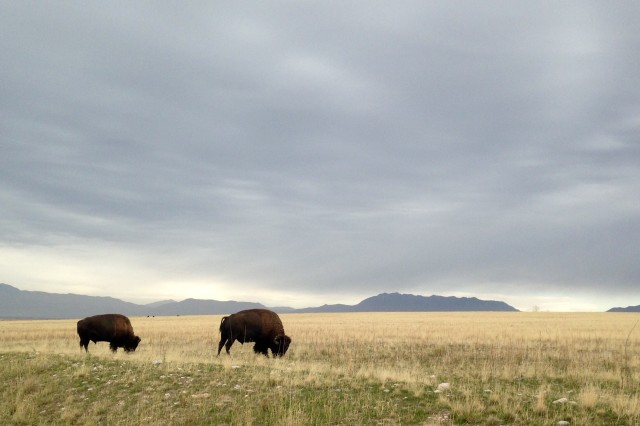 Bison on the range