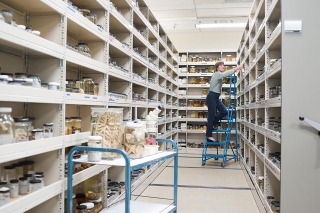 Curator in collections storage room