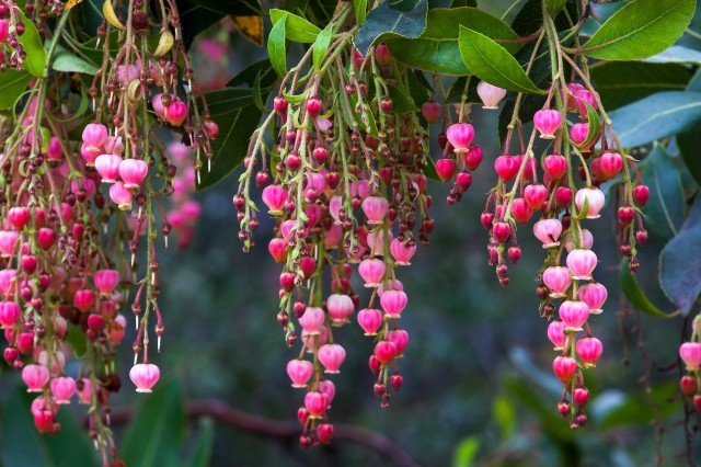 Marina madrone