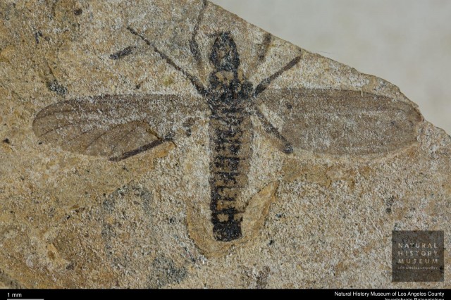 Insect fossilized with wings, legs, and other parts clearly visible