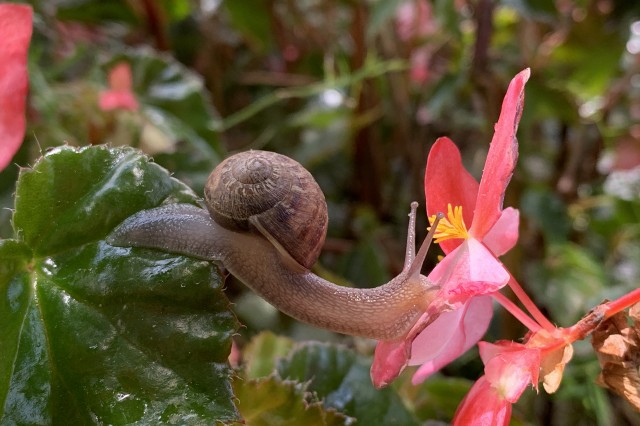 A snail stretches its body from a green leaf onto a bright pink flower. 