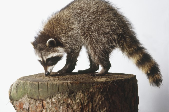 Raccoon on stump