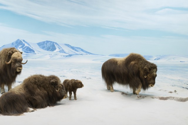 Musk Ox Diorama