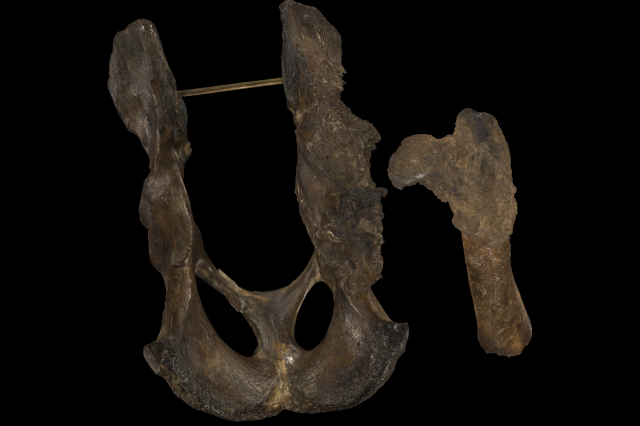 three-dimensional scan of the pathological pelvis and femur