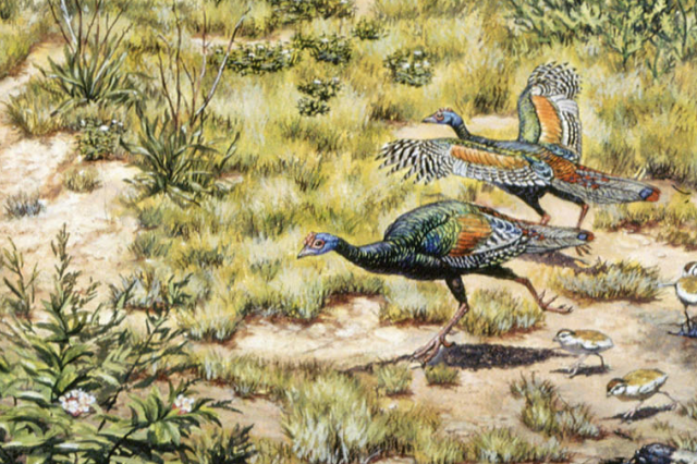 Turkeys from the Hallett Mural