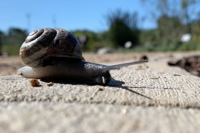 Loping Snail Screenshot