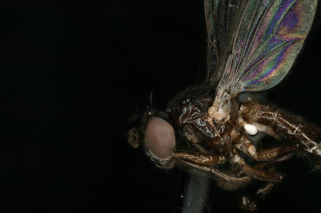 An adult petroleum fly Helaeomyia petrolei taken with a keyence microscope