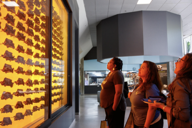 Three educators viewing the dire wolf skull wall.