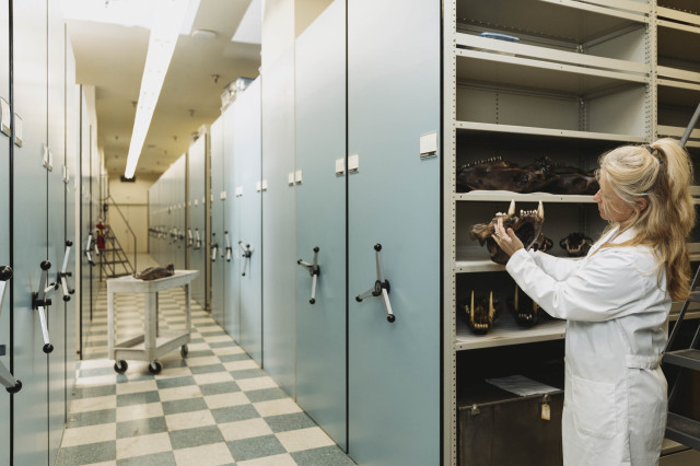 A researcher in a white lab coat returns a fossil to a shelf in a row of compact shelving