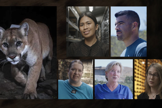 Mountain lion next to rectangular-framed photographic portraits