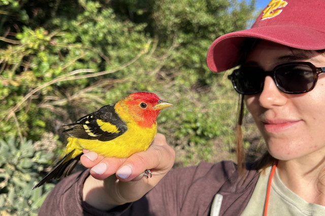 A woman in a maroon ball cap holds a bright red-headed and yellow bird