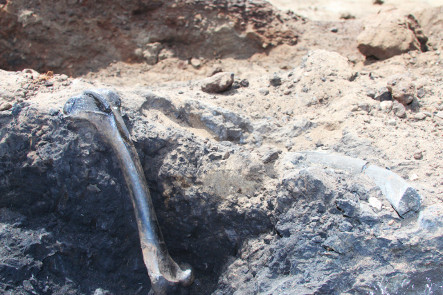 A femur bone fossil sitting in asphalt, next to a half-buried sloth rib