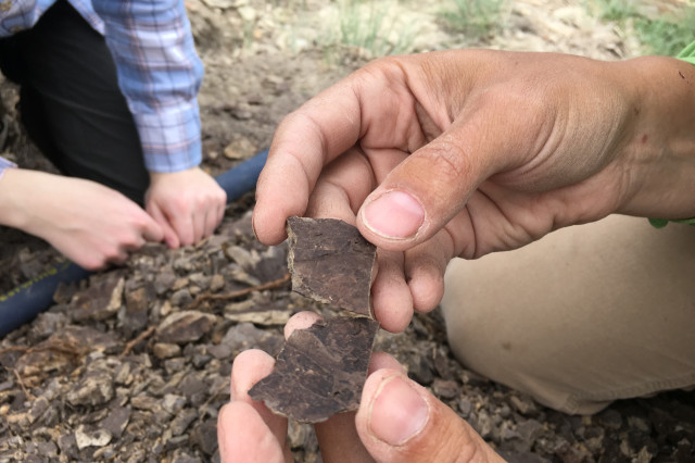 A pair of hands hold brown bits of fossil leaves. 