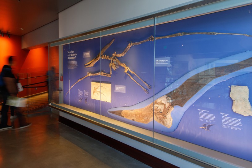 mounted pterosaur exhibit in dinosaur hall