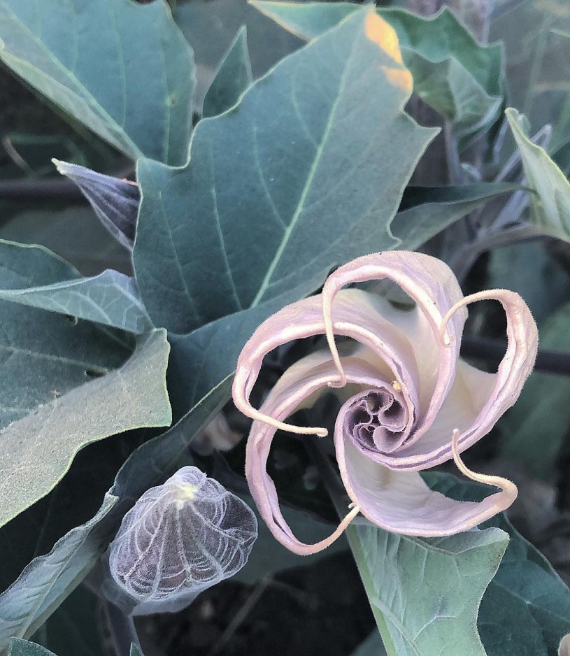 Datura plant in bloom