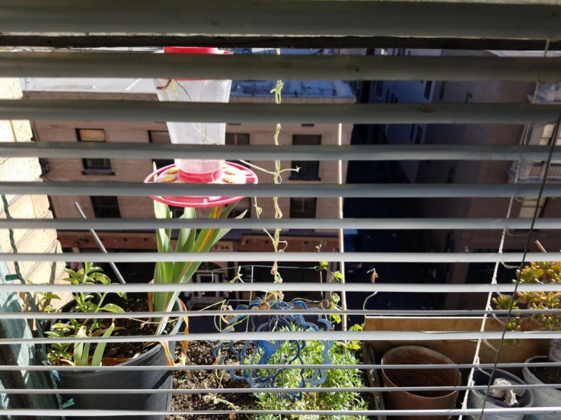 hummingbird feeder seen from inside an apartment window with the blinds halfway drawn