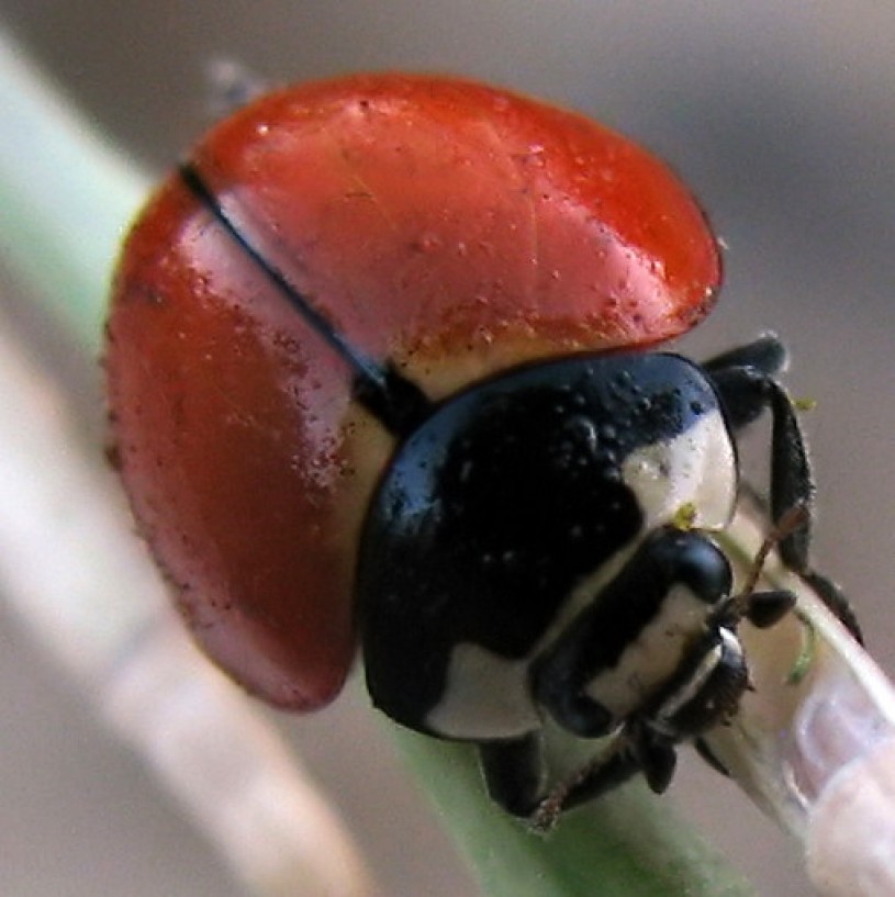 Nine-spotted ladybug